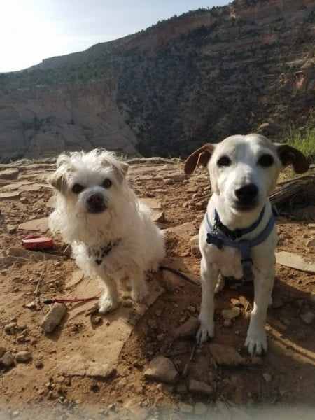 Dog Friendly Hikes: Devil’s Canyon