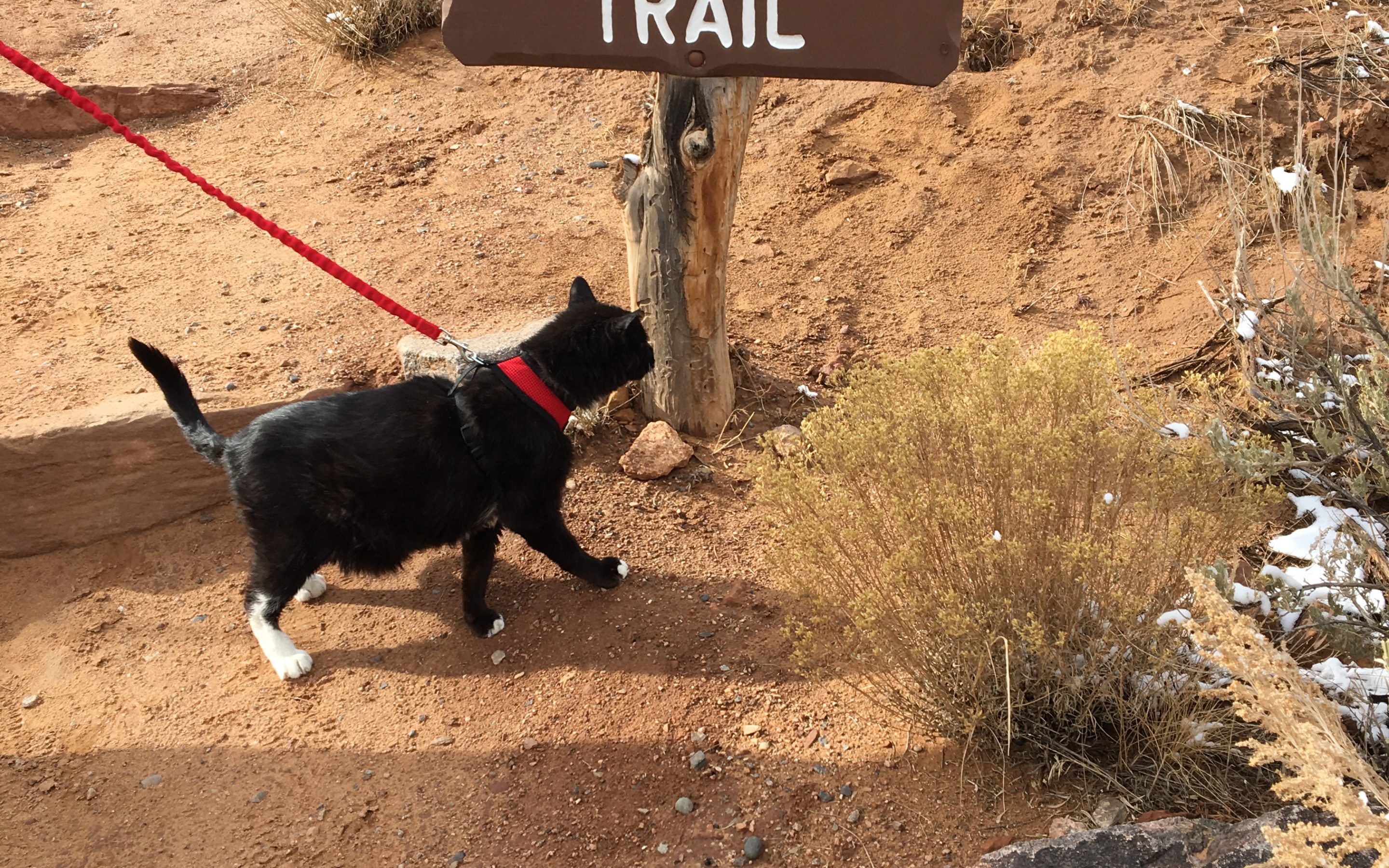 Eugene – Hiking the Colorado National Monument with a cat!