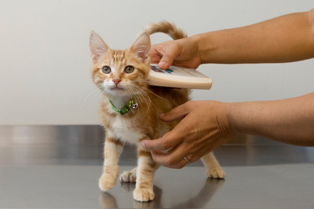 Cat scanned for microchip