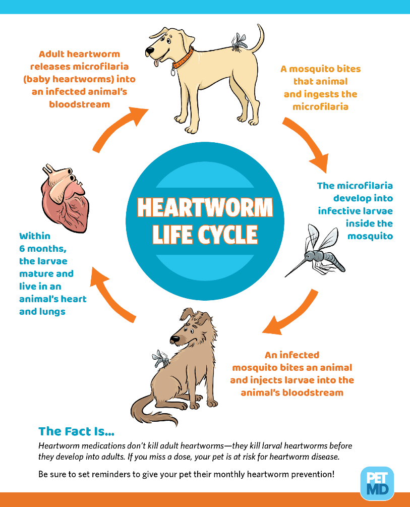 April is Heartworm Awareness Month