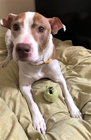 Zeta and her ball at Roice-Hurst Humane Society