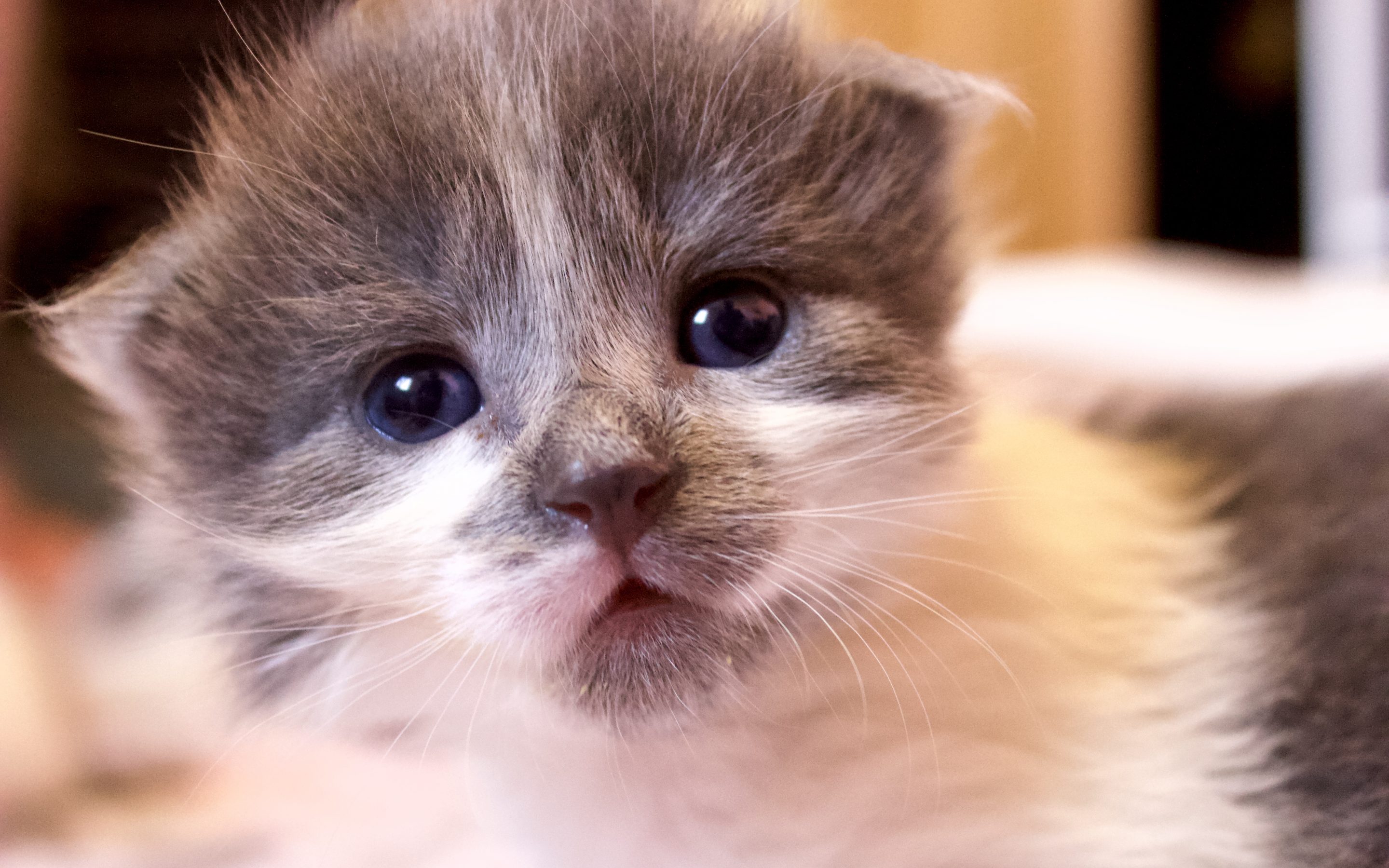 Frijole, a 2-week-old bottle baby kitten, is being raised in a Roice-Hurst foster home.