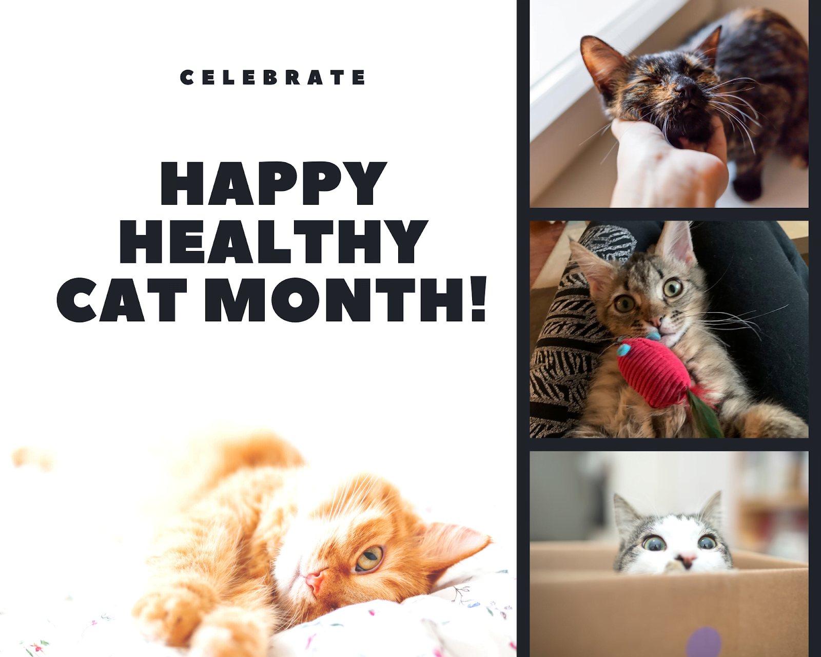 Celebrate Happy Healthy Cat Month in September