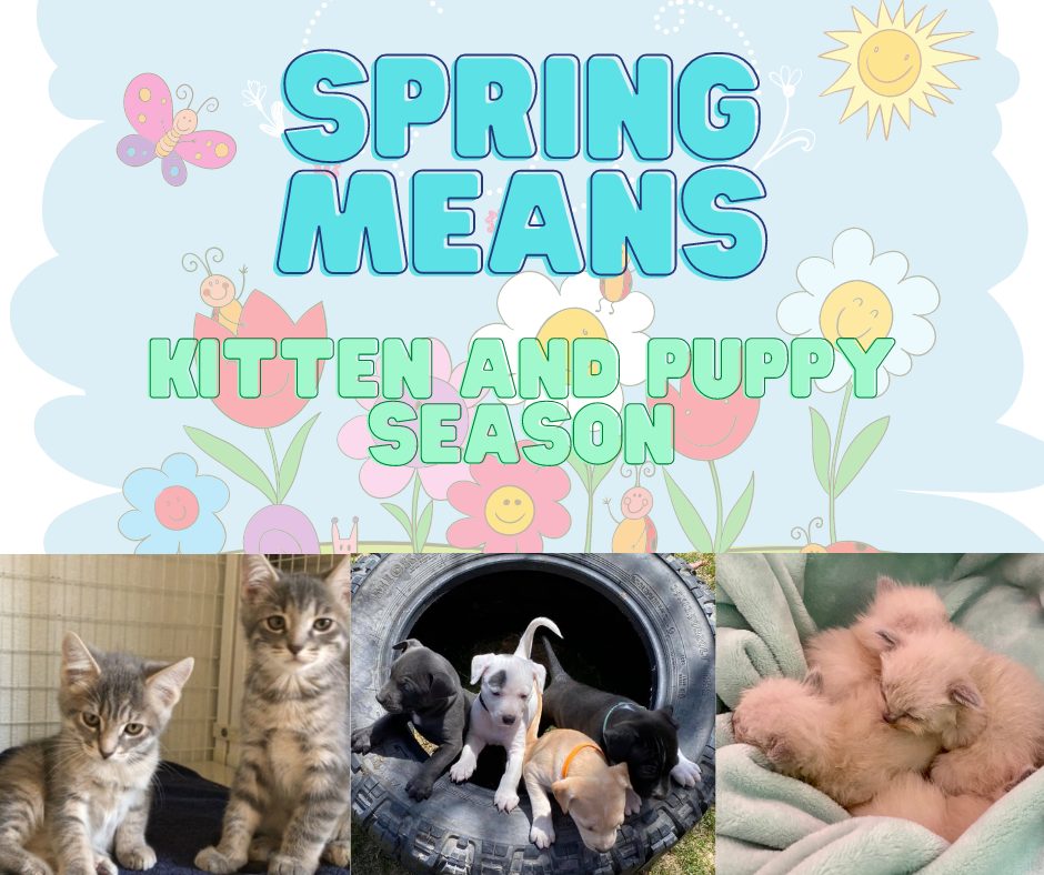 Spring means kittens and puppies