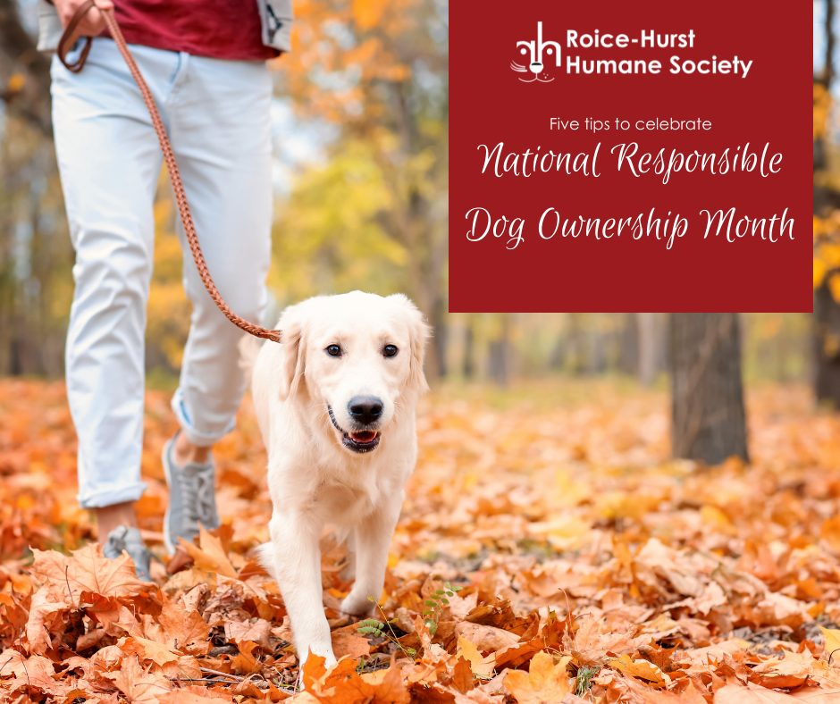 5 Tips to Celebrate Responsible Dog Ownership Month