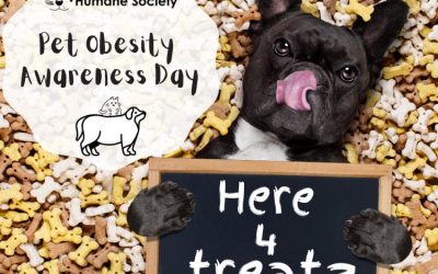 Pet Obesity Prevention: Keeping the pounds off your hounds!