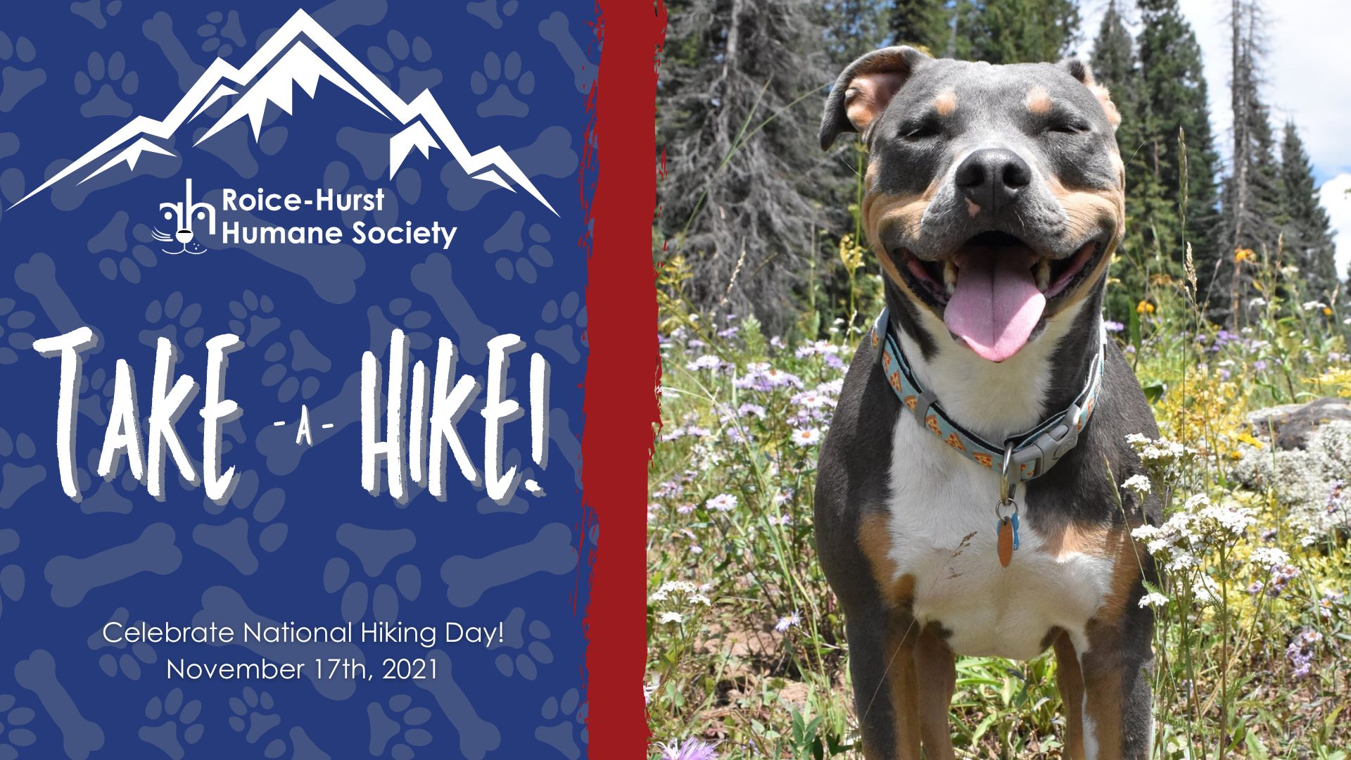 Take a Hike: How hiking benefits you, your pet, and Roice-Hurst!