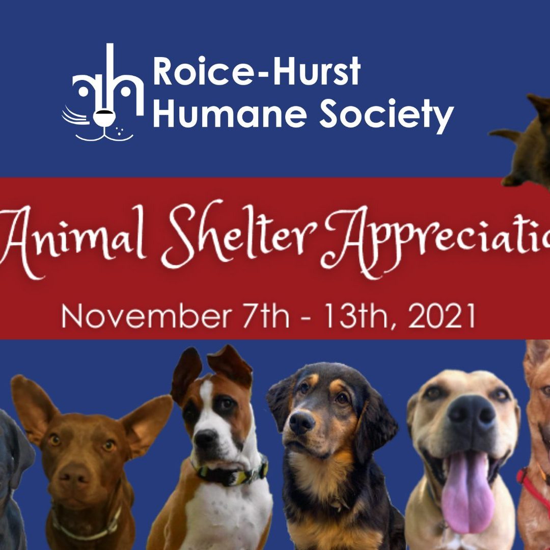 7 Ways to Celebrate National Animal Shelter Appreciation Week!