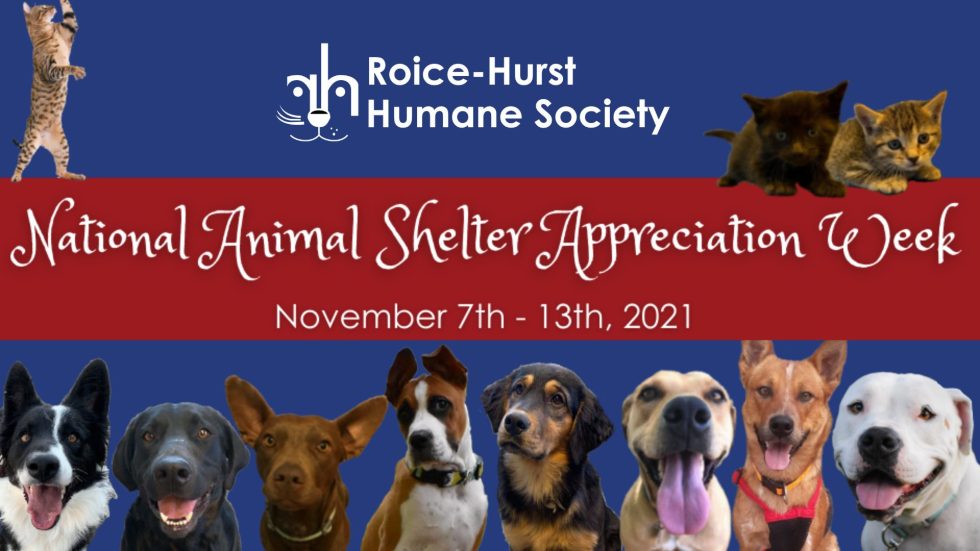 7 Ways to Celebrate National Animal Shelter Appreciation Week! Roice