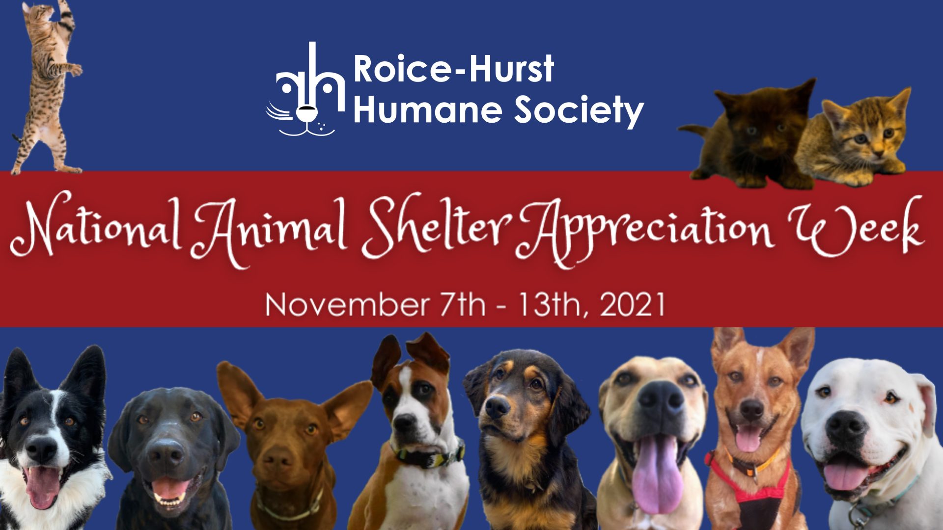 7 Ways to Celebrate National Animal Shelter Appreciation Week! -  Roice-Hurst Humane Society
