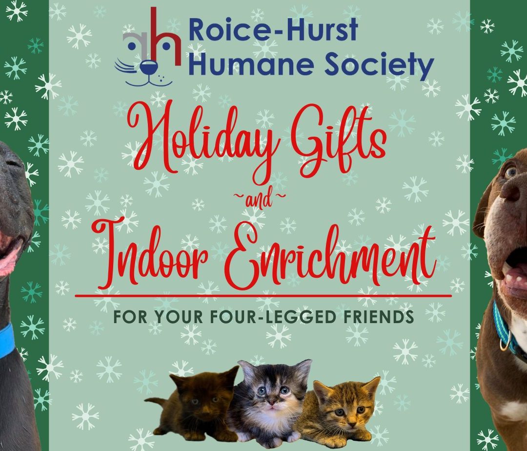 Holiday Gifts & Indoor Enrichment for Your Four-Legged Friends