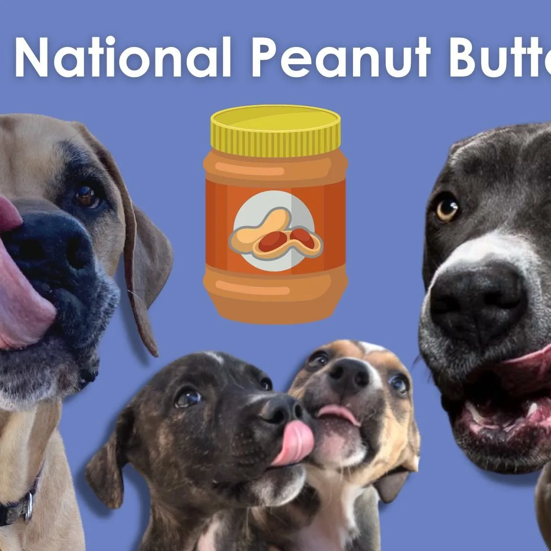 Peanut butter clearance making dogs sick