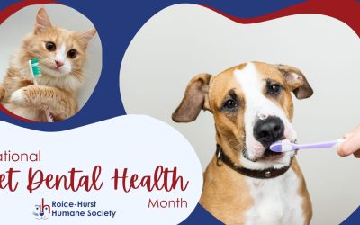 February is National Pet Dental Health Month!