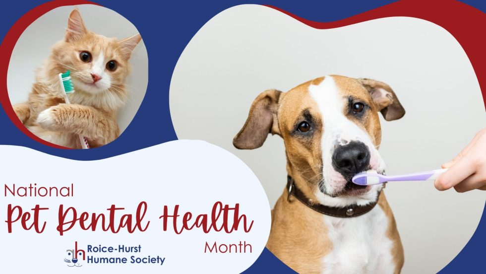 February is National Pet Dental Health Month! RoiceHurst Humane Society