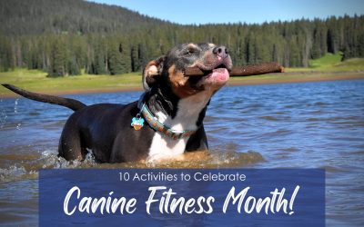 10 Activities to Help Your Dog Spring into Fitness!