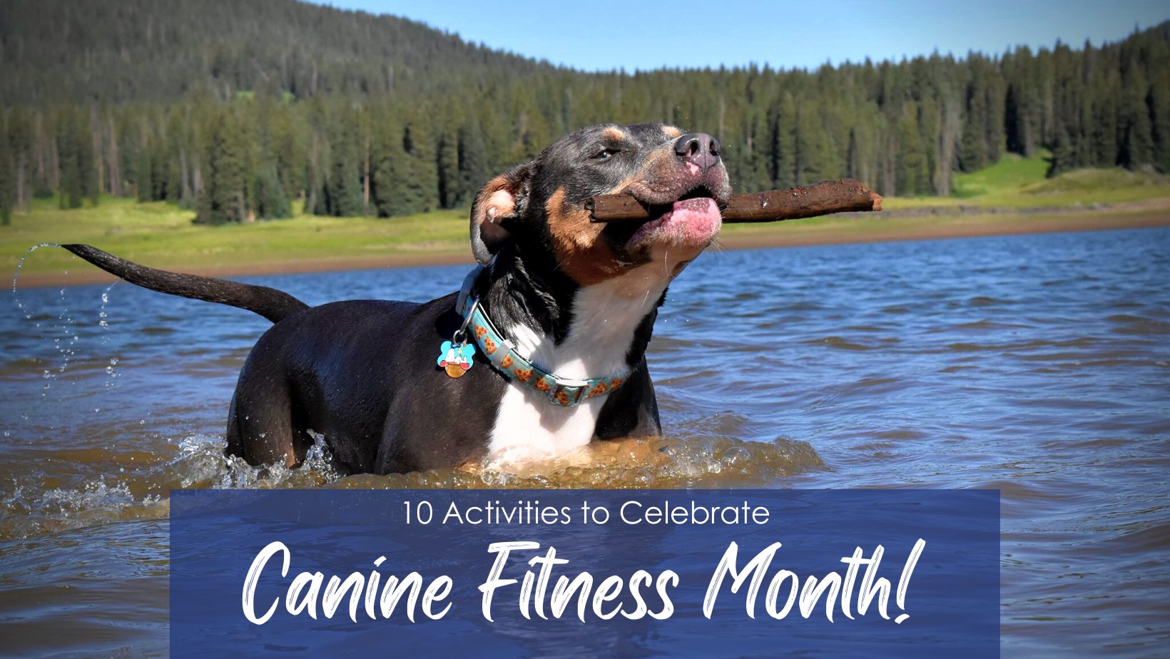 10 Activities to Help Your Dog Spring into Fitness!