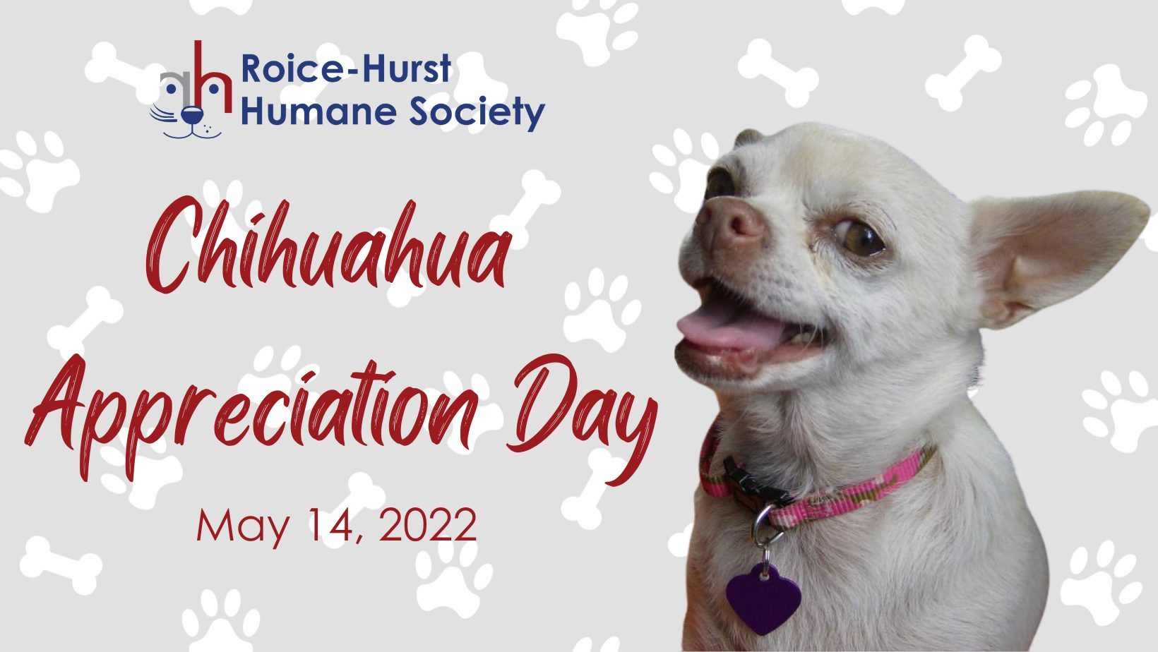 May 14 is International Chihuahua Appreciation Day!