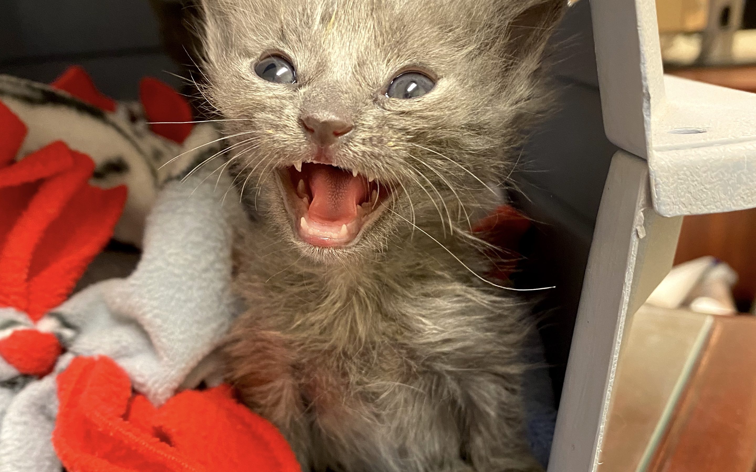 National Kitten Day: 4 ways you can help kittens!