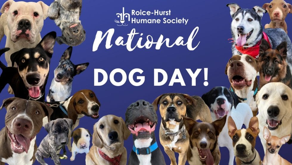 August 26 is National Dog Day! RoiceHurst Humane Society