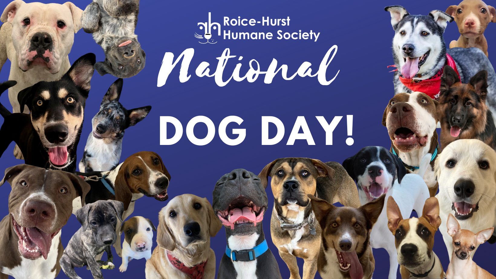 August 26 is National Dog Day!