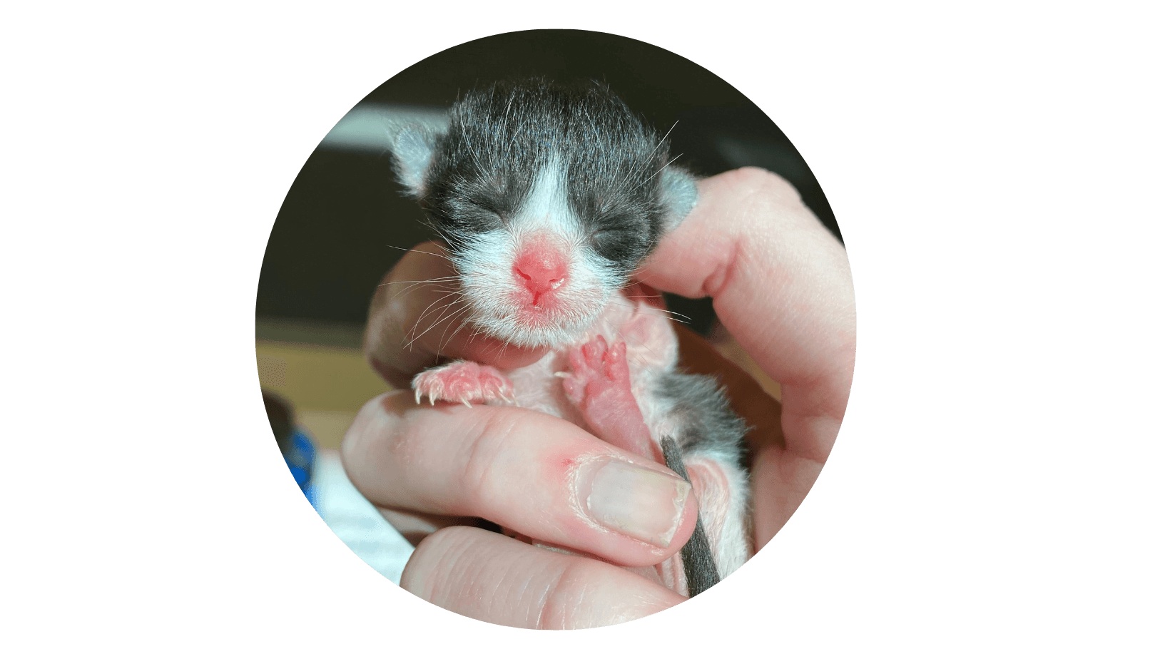 kitten-season-roice-hurst-humane-society